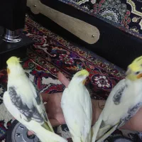 طوطی عروس هلندی البینو لوتینو|پرنده|اهر, |دیوار