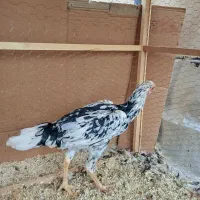 لاری|حیوانات مزرعه|تهران, دانشگاه شریف|دیوار