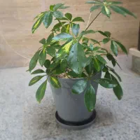 فروش چند گلدان طبیعی و سالم