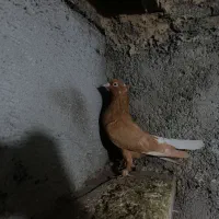 کارل|پرنده|نگین شهر, |دیوار