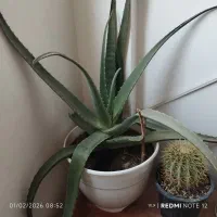 دیفن باخیا|کلکسیون و سرگرمی|مشهد, باغون آباد|دیوار