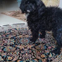 سگ شیتزو حرف گوش کن