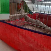 طوطی برزیلی|پرنده|همدان, |دیوار