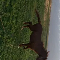 اسب نریان