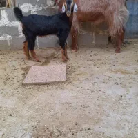 فروش. بز دورگ مودار کهره دار درشت
