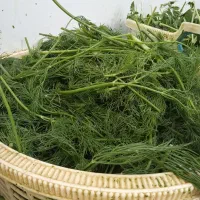 کار در سبزی مارکت