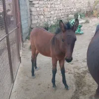 مادیون با قاطر نر|اسب و تجهیزات اسبسواری|چگنی, |دیوار