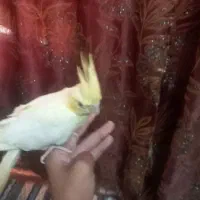 عروس هلندی چشم قرمز