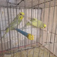 مرغ عشق رنگین کمانی و فالو|پرنده|شیراز, آزادی|دیوار
