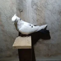 سفید پلاکی و ماده دمبی|پرنده|اهواز, سلطانمنش|دیوار