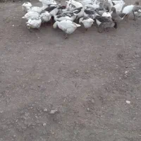 غار|حیوانات مزرعه|ماکو, |دیوار