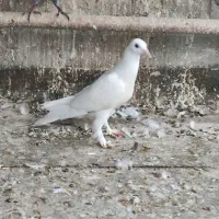 کبوتر|پرنده|اهواز, فدک|دیوار