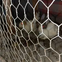 خرگوش نر و ستا ماده