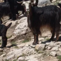 ۳۰ بز کهره دار