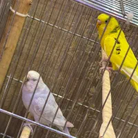 مرغ عشق مولد با جوجه|پرنده|رشت, شالکو|دیوار