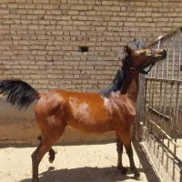 کره مادیان
