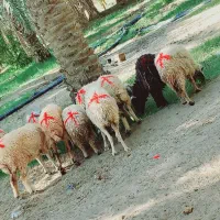 میش جوان مناسب|حیوانات مزرعه|جیرفت, |دیوار