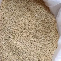 جو بذری فروشی