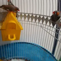 فنج مولد معاوضه|پرنده|تبریز, |دیوار