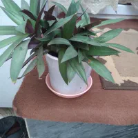 گل تازه|گل و گیاه طبیعی|خرمدره, |دیوار
