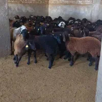 گوسفنده زنده کشتاری|حیوانات مزرعه|دورود, |دیوار