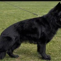 سگ ژرمن بلک