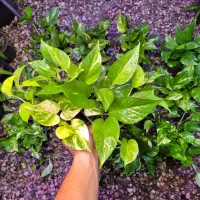 پتوس ۱۳۰ هزار / اهواز|گل و گیاه طبیعی|اهواز, پادادشهر|دیوار