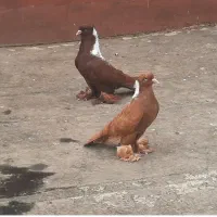 گروه عشق بازان