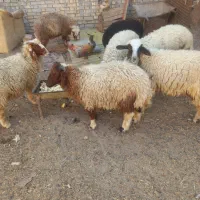 گوسفند یابره نراوماده کانتکس