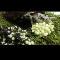 خاویار حلزون