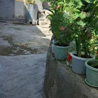 گل طبیعی|گل و گیاه طبیعی|خلخال, |دیوار