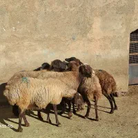 ۸رس میش ابستن داشتی|حیوانات مزرعه|خنداب, |دیوار