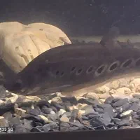 ماهی آکواریومی پلی اندی چری و نایف|ماهی|بندر انزلی, آذربایجان|دیوار