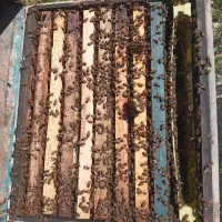 زنبور ۸قاب جمعیت فشرده