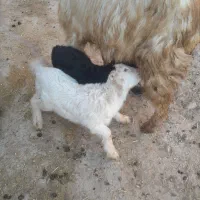 بز ماده|حیوانات مزرعه|ثمرین, |دیوار