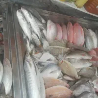 آن ماهی جنوب دریای|ماهی|یزد, |دیوار