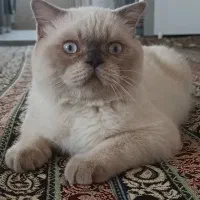 واگذاری گربه بریتیش هیمالین