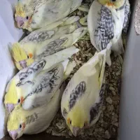 فروش جوجه عروس هلندی