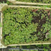 نشا کیوی خیاری     نشا بادمجان و گوجه