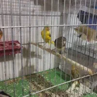 تعداد ی قناری نرو ماده|پرنده|بوشهر, |دیوار