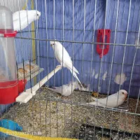 پرنده مرغ عشق