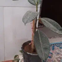 فروش  انواع  گل