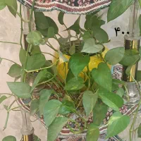 گلهای طبیعی شیک همراه با قیمت درج شده|گل و گیاه طبیعی|بجنورد, |دیوار