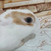 کوکی ۵ ماهه