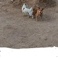 پاپی|سگ|تربت جام, جامرود|دیوار