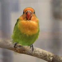 طوطی برزیلی کوتوله تپل دونخور شده