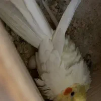 جفت عروس مولد ب شرط روی تخم|پرنده|ساری, |دیوار