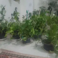 گل طبیعی پتوس آویزی هر عدد سیصد هزار تومان