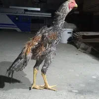 لاری اشامو
