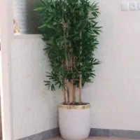 درختچه بابرگهای خارجی